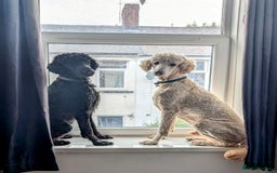 Goldendoodle dogs for sale: Gorgeous Goldendoodles  - Image 13