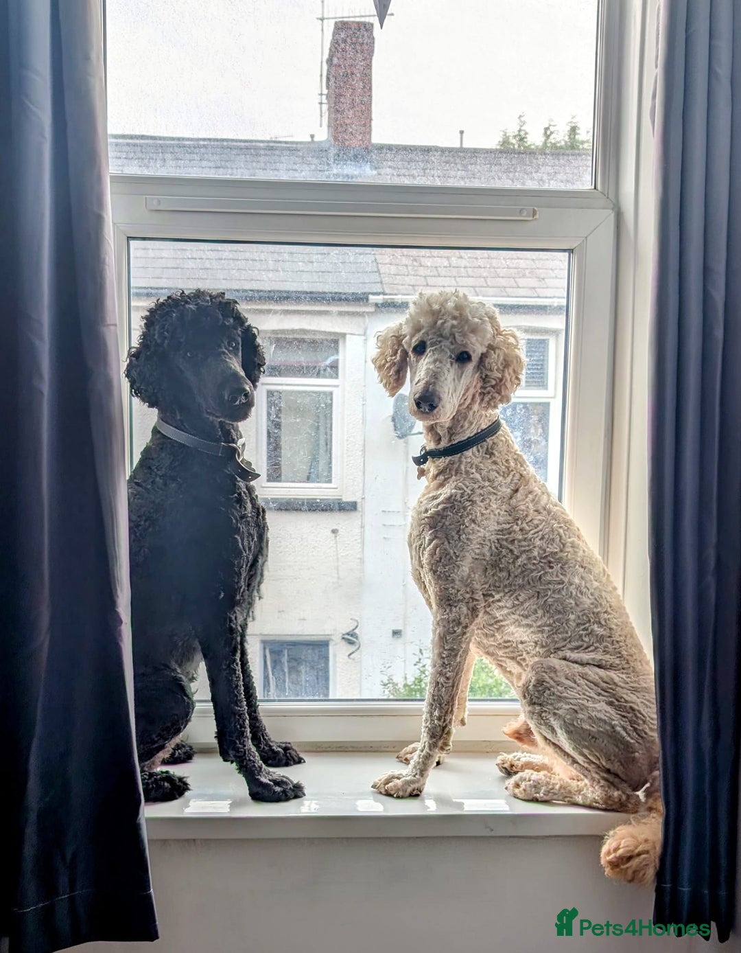 Goldendoodle dogs for sale: Gorgeous Goldendoodles  - Image 13