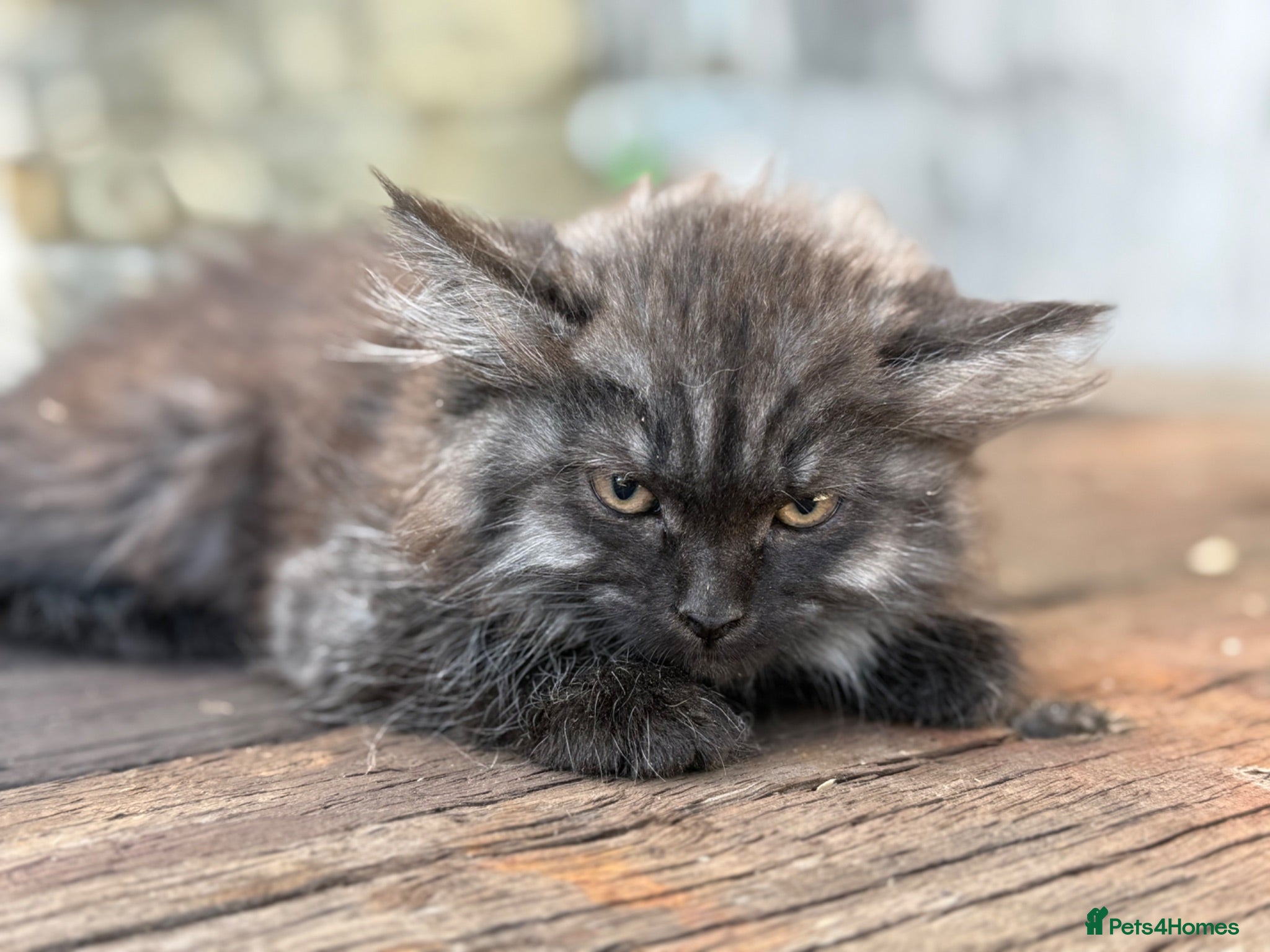 Maine Coon cats Stunning Maine coon x kitten  - Advert 1