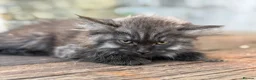 Maine Coon cats for sale: Stunning Maine coon x kitten  - Advert 9