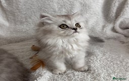 Persian cats for stud: Proven Persian Stud Shelby 💙 - Image 14