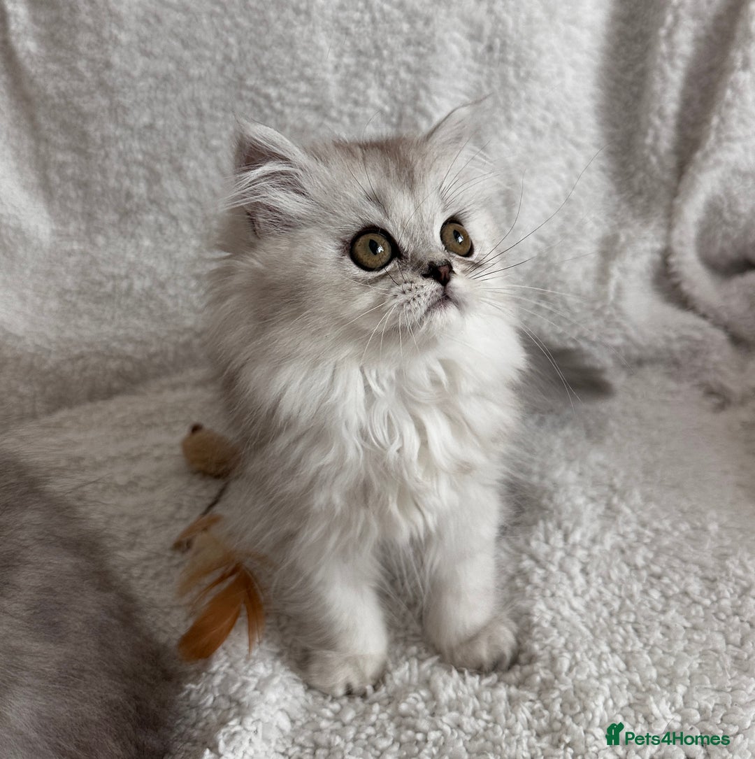 Persian cats for stud: Proven Persian Stud Shelby 💙 - Image 14