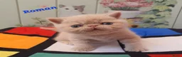Exotic cats for sale: Chunky gorgeous Gccf registered boys  - Advert 1