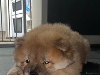 Chow Chow dogs 1 female left chow chow - Advert 17