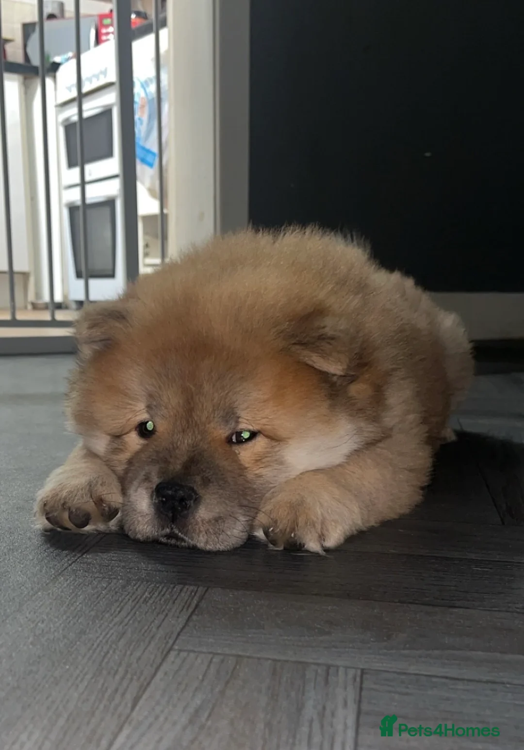 Chow Chow dogs for sale: 1 female left chow chow  - Advert 2