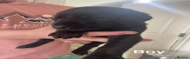 Labrador Retriever 1