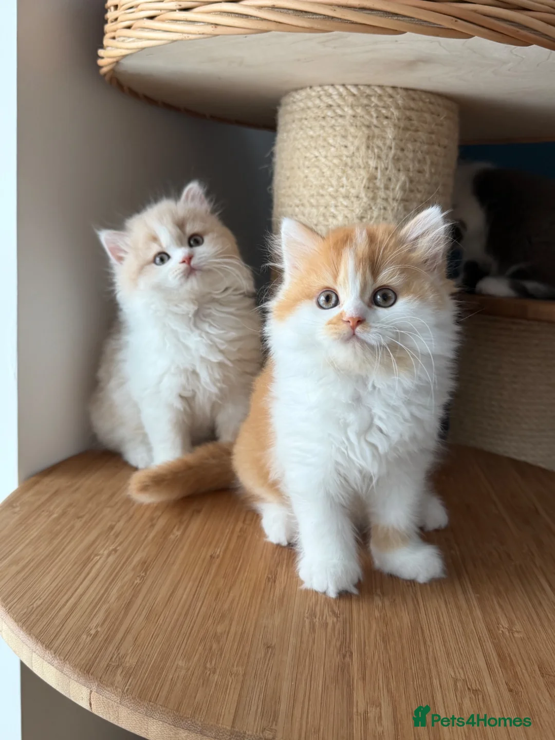 British Longhair cats for sale:     🤎 British Longhair Boys Ready End July in Beverley - Advert 1