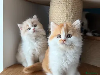 British Longhair cats 🤎 British Longhair Boys Ready End July - Advert 6