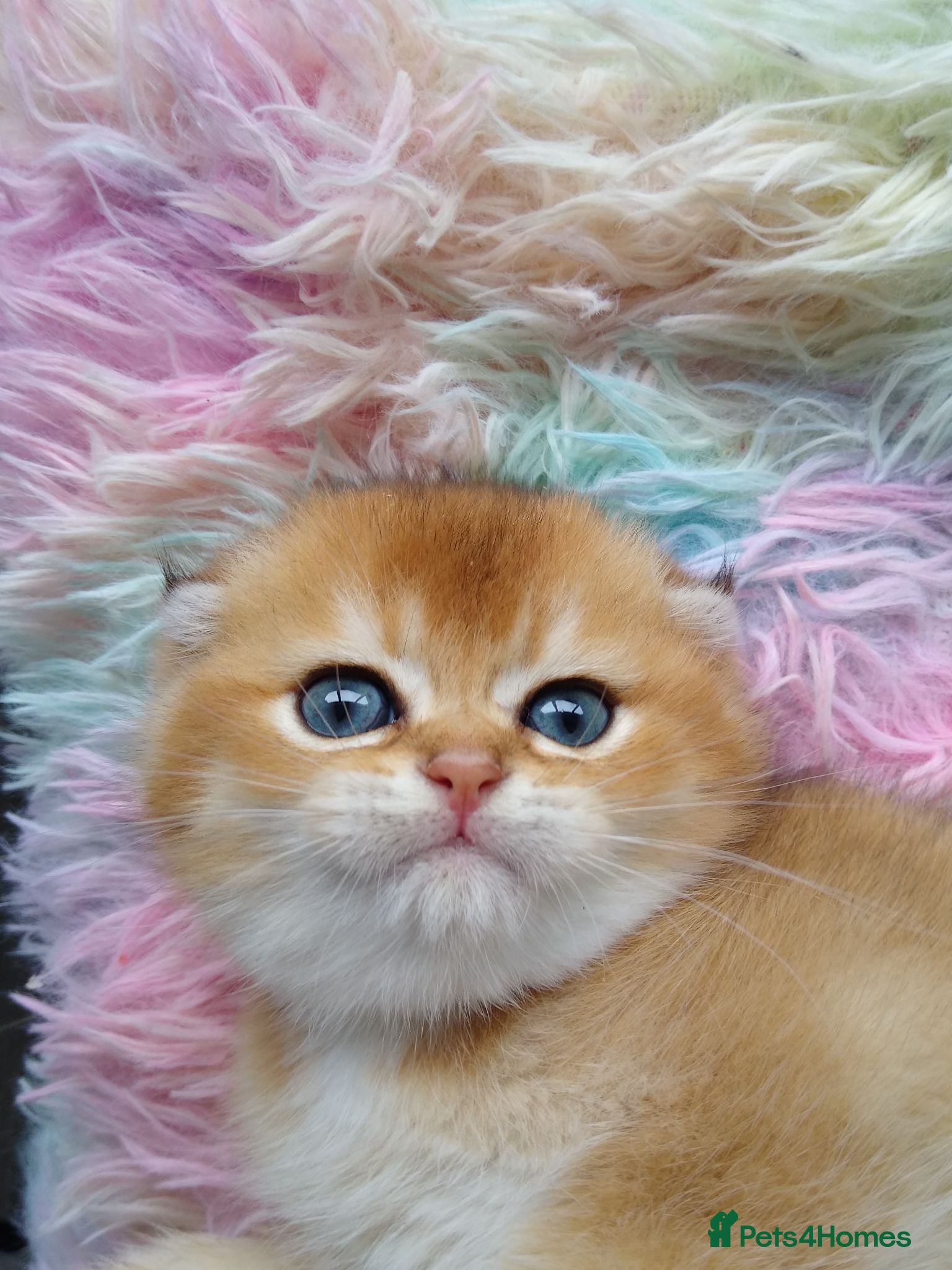 Scottish Fold cats Cute 🥰 Scottish fold TICA register  - Advert 13
