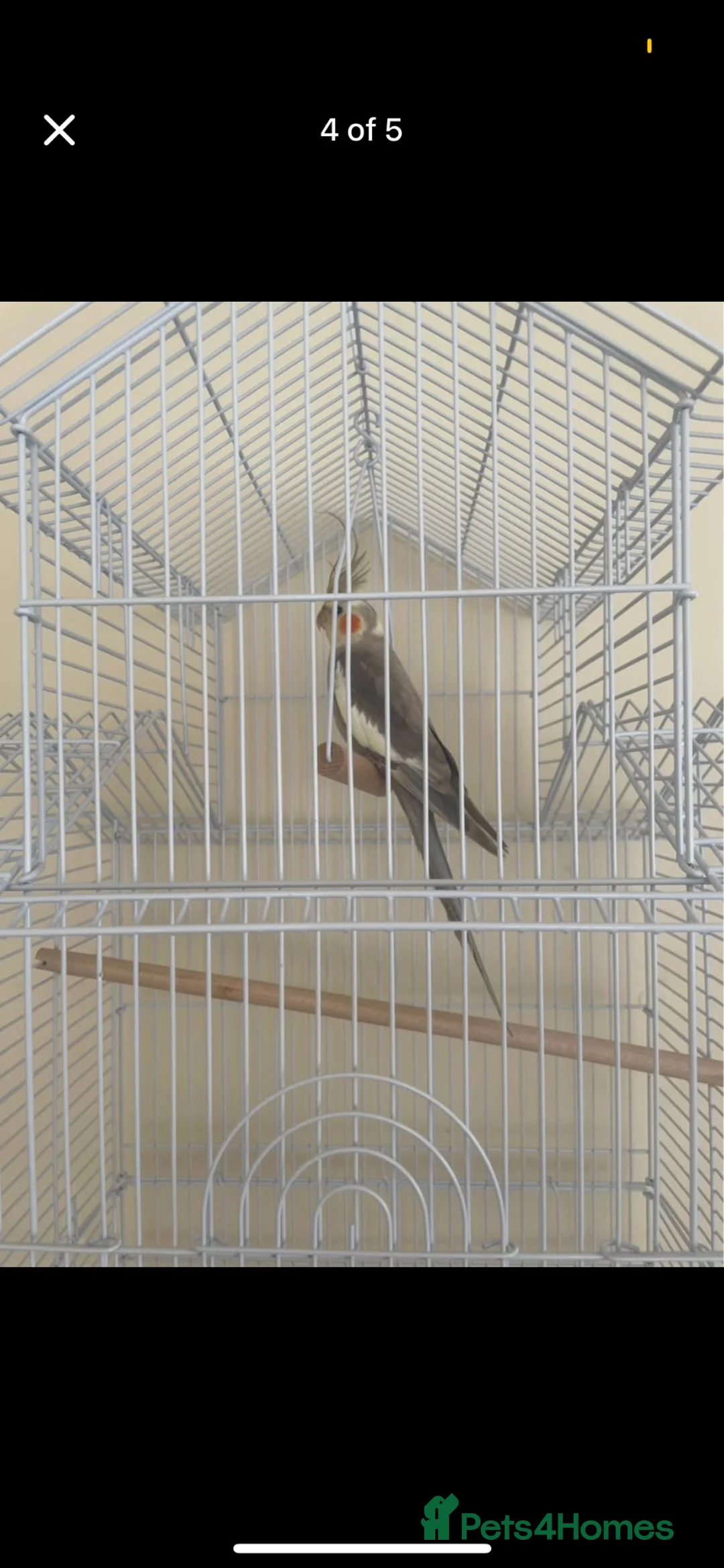 Cockatiels birds for sale: Young male cockatiel in Cheadle - Advert 2