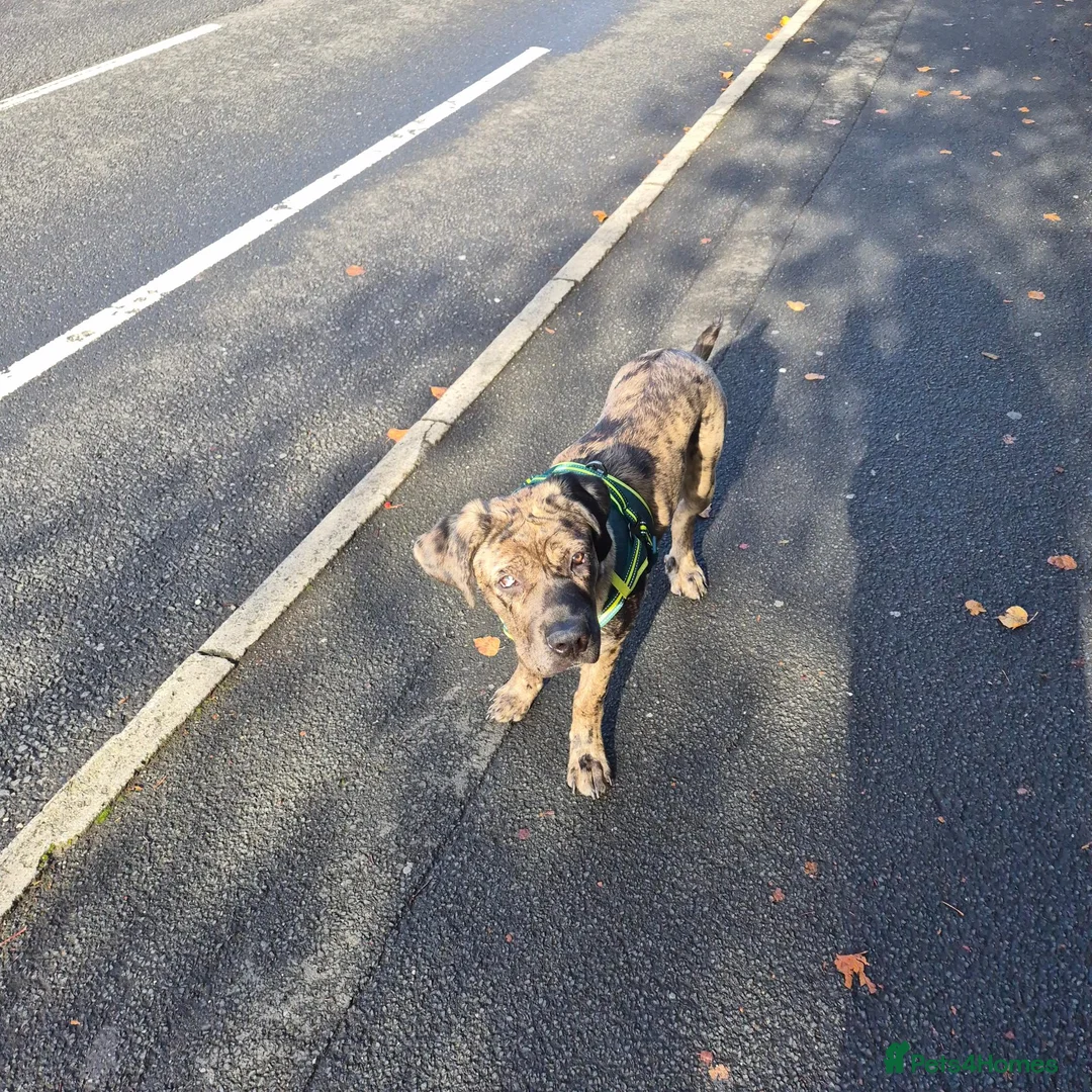 Mixed Breed dogs for sale: Female cane corso cross 7 month old  - Advert 1
