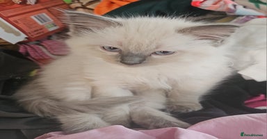 Ragdoll cats - Advert 1