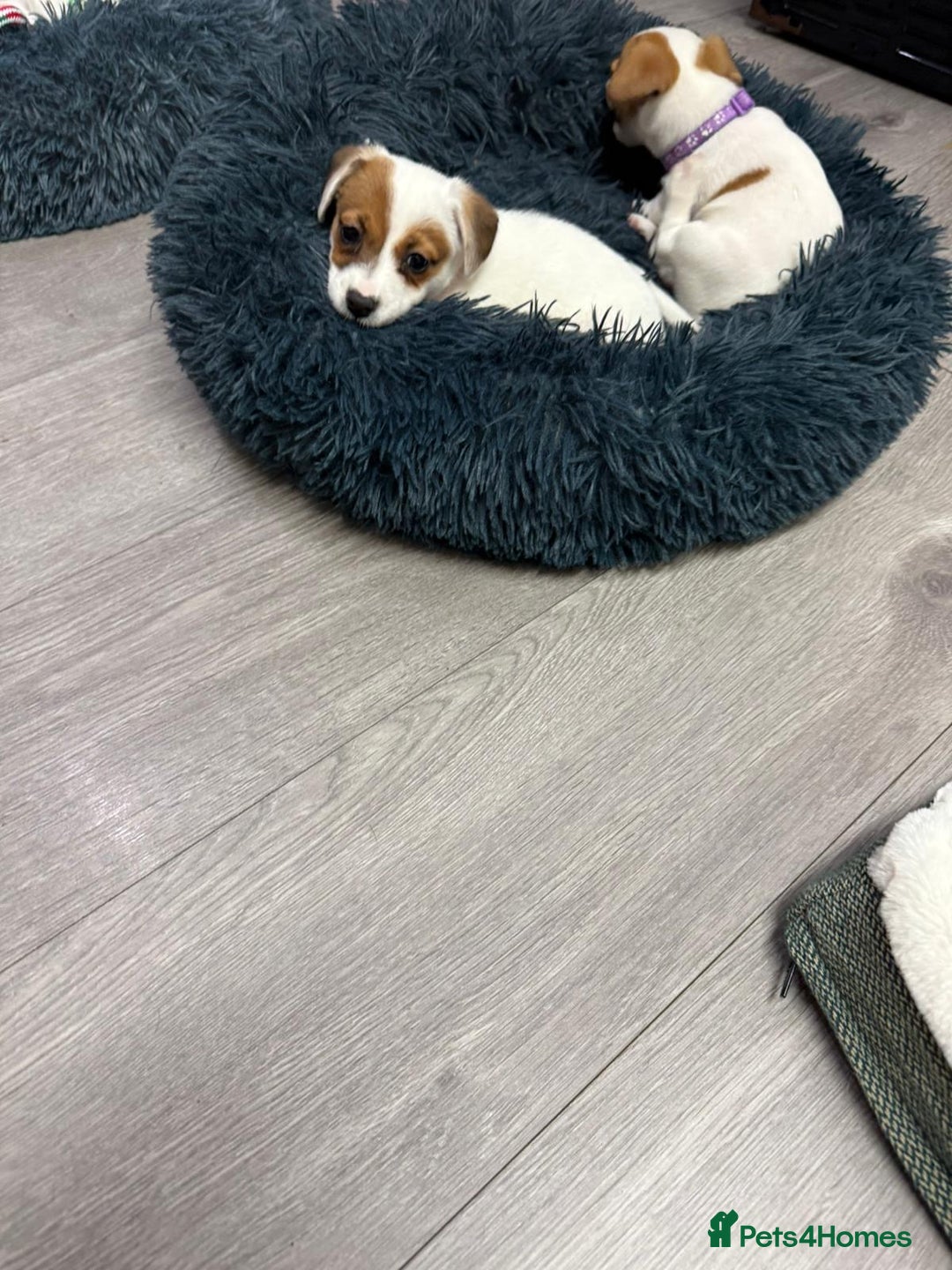 Jack Russell dogs for sale: 8 Week Old Jack Russel Puppies  - Advert 16