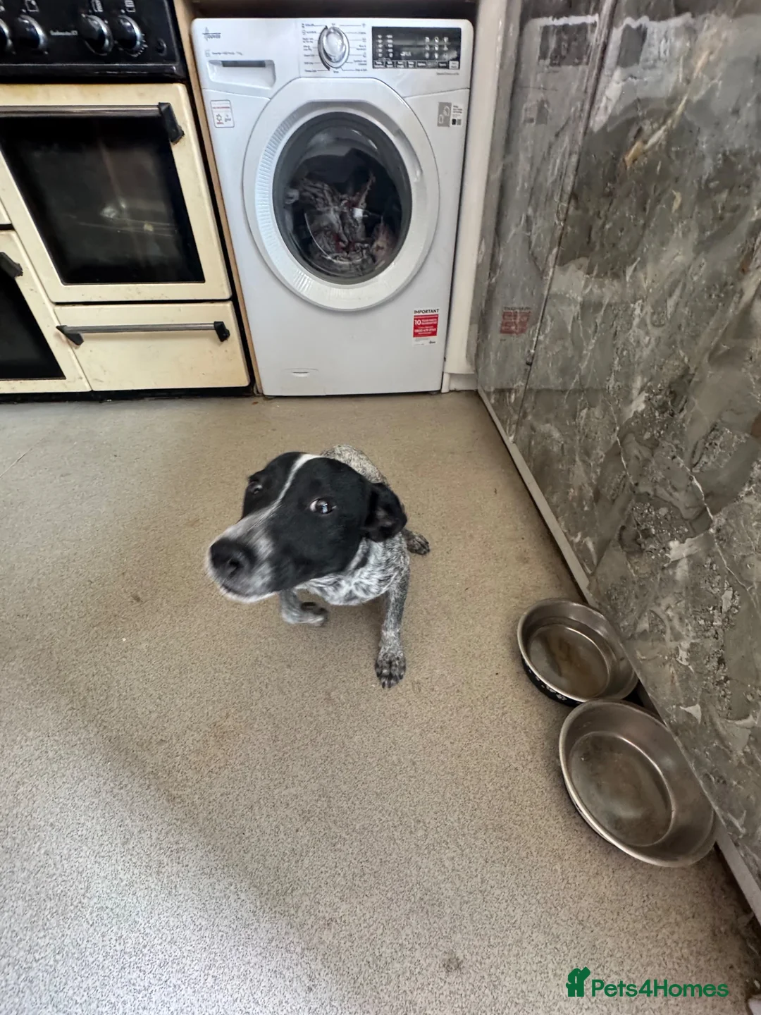 Mixed Breed dogs for sale: Turbo  in Plymouth - Advert 2