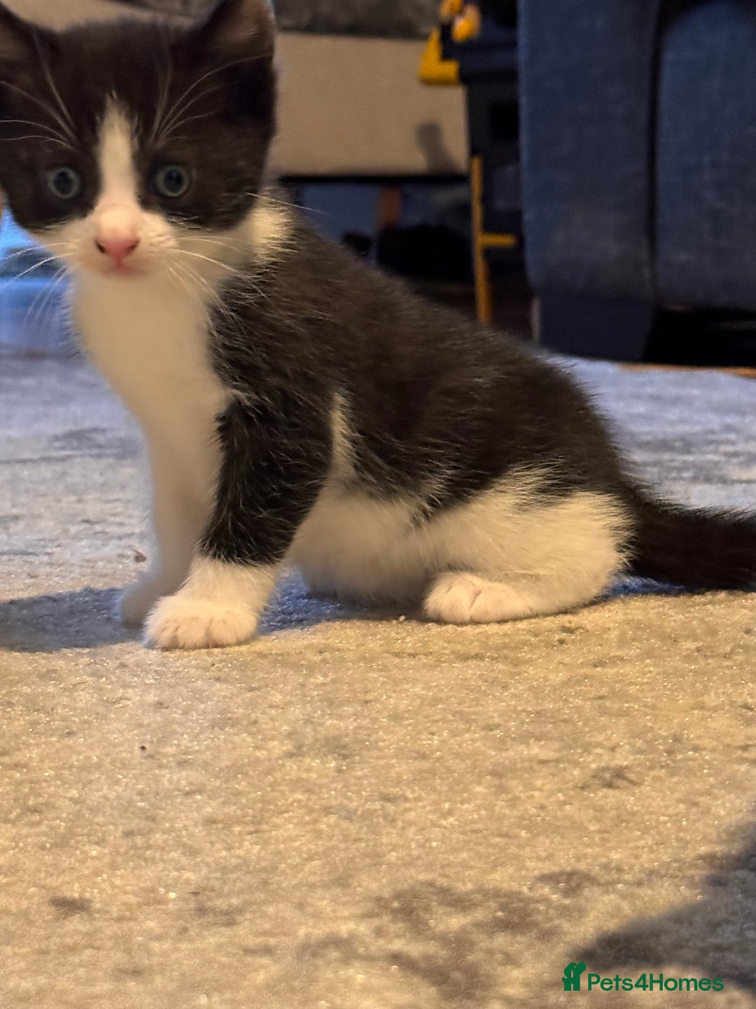 Mixed Breed cats for sale: 4 adorable kittens looking for a new home - Image 6