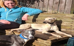 Whippet dogs for stud: Classy Smart Blue Boy 19.5tts.Sportingbred. - Image 36