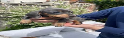 Miniature Dachshund dogs for sale: Beautiful Miniature Dachshund Puppies Ready 🐾  - Advert 3