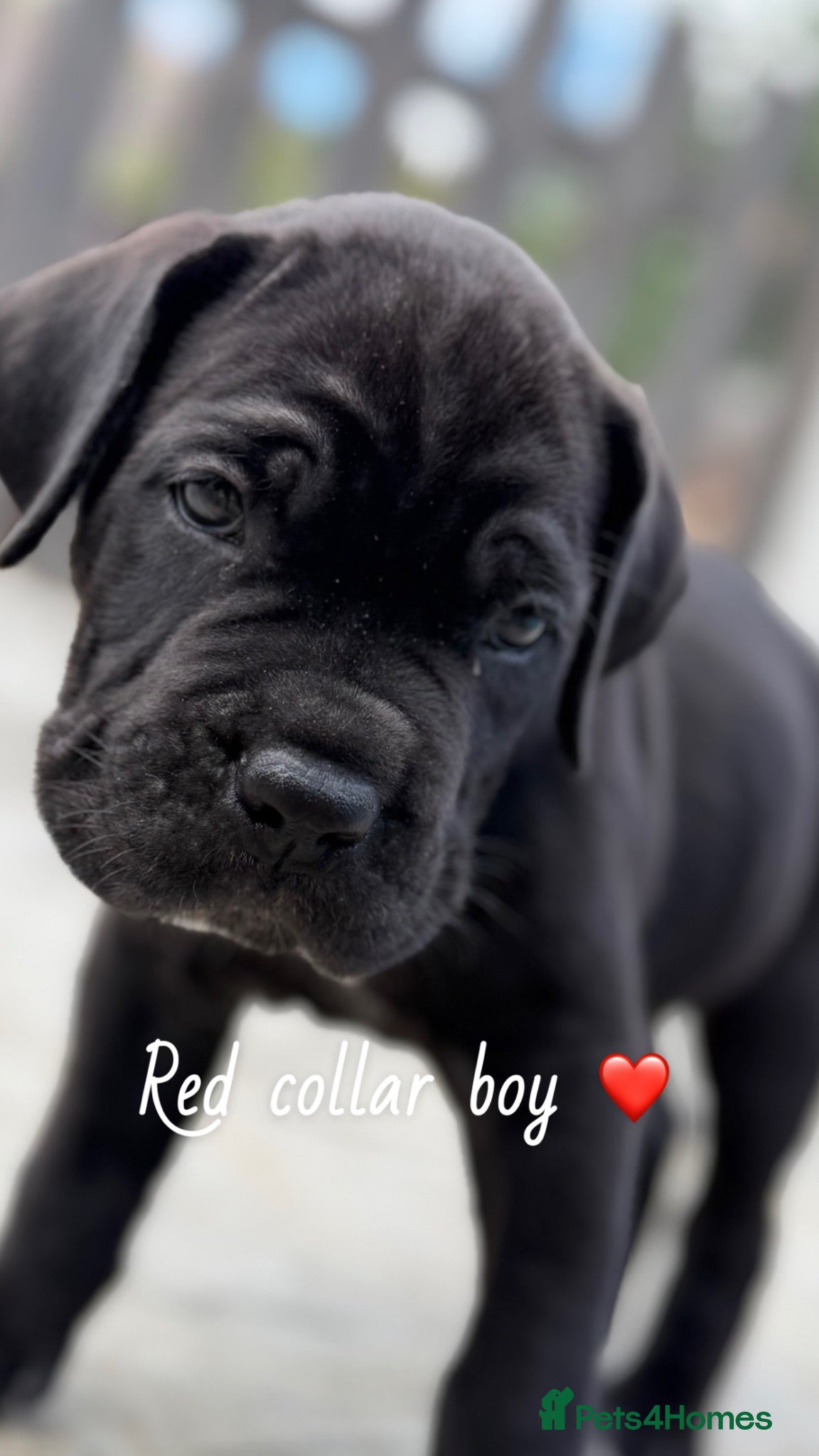 Cane Corso dogs 🐾ONLY 5 PUPPIES LEFT🐾CANE CORSO PUPPIES.  - Advert 3