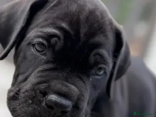 Cane Corso dogs 🐾ONLY 5 PUPPIES LEFT🐾CANE CORSO PUPPIES. - Advert 3