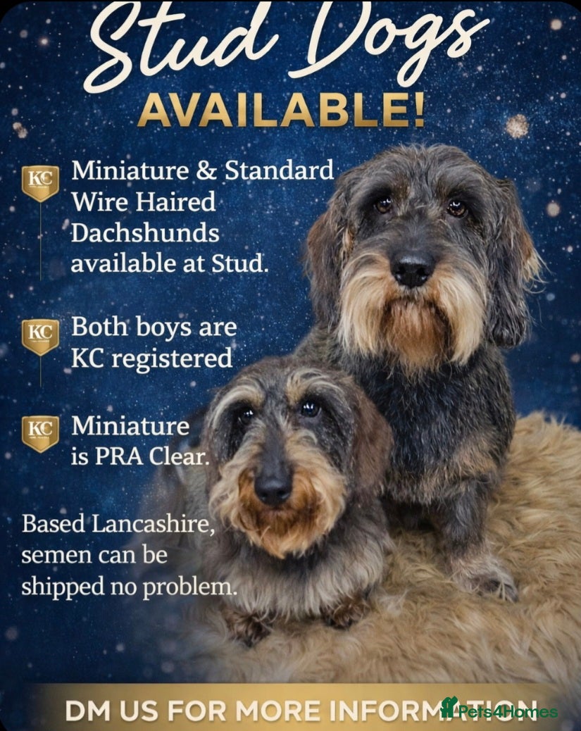Miniature Dachshund dogs Miniature Wire Haired Dachshund  - Advert 2