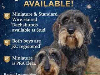 Miniature Dachshund dogs Miniature Wire Haired Dachshund - Advert 2
