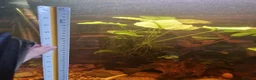 Plecos fish for sale: Male bristlenose plecs in Tadley - Advert 8