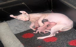Sphynx cats for sale: ✨ Adorable Elf Sphynx Kittens ✨ - Image 8