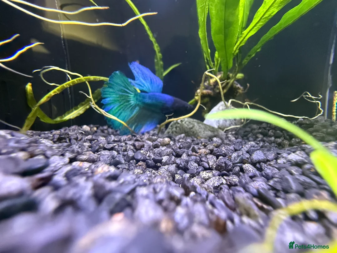 Bettas fish for sale: Few bettas available  - Advert 3