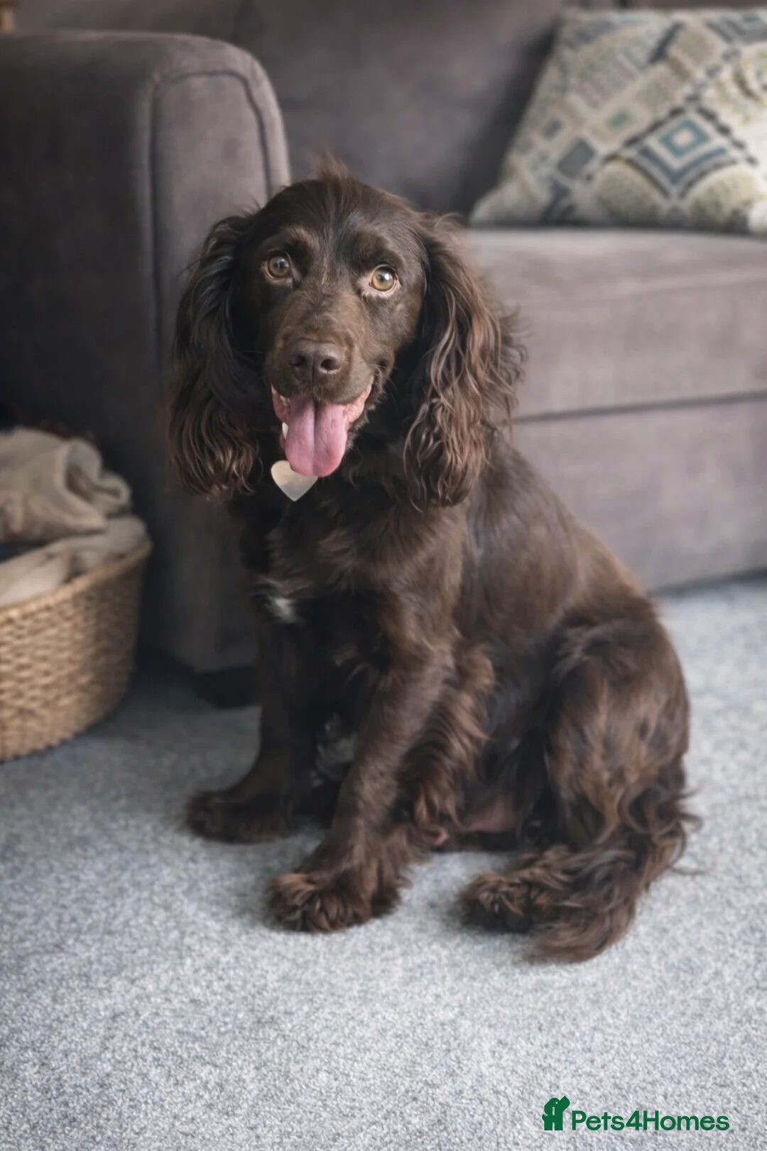Cocker Spaniel dogs for sale: Beautiful Cocker Spaniel Puppies Ready 16th May in Ashford - Advert 1