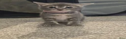 Bengal cats for sale: Adorable bengal X Scottish fold kittens - Advert 15