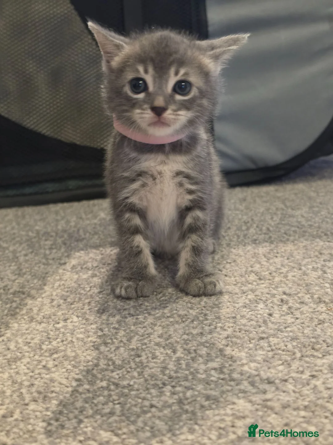 Bengal cats for sale: Adorable bengal X Scottish fold kittens - Advert 15