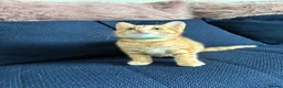 Mixed Breed cats for sale: 12 week old ginger tom - Advert 1