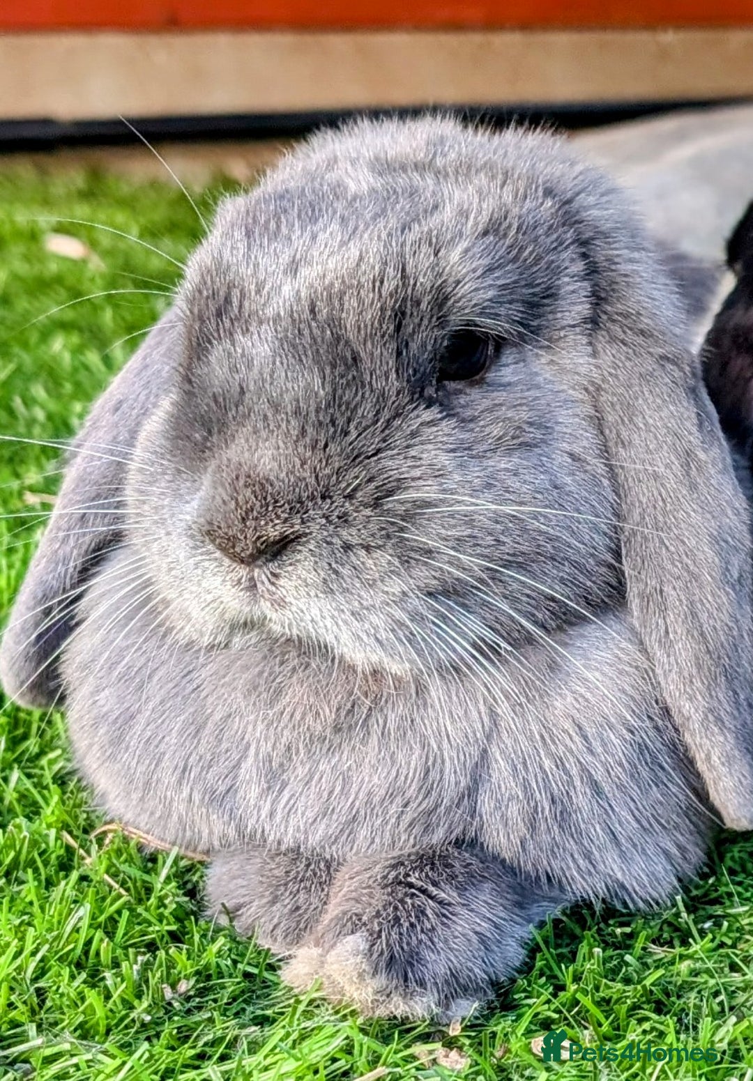 Dwarf Lop rabbits for sale: 2 female dwarf lops (spayed) - Advert 2