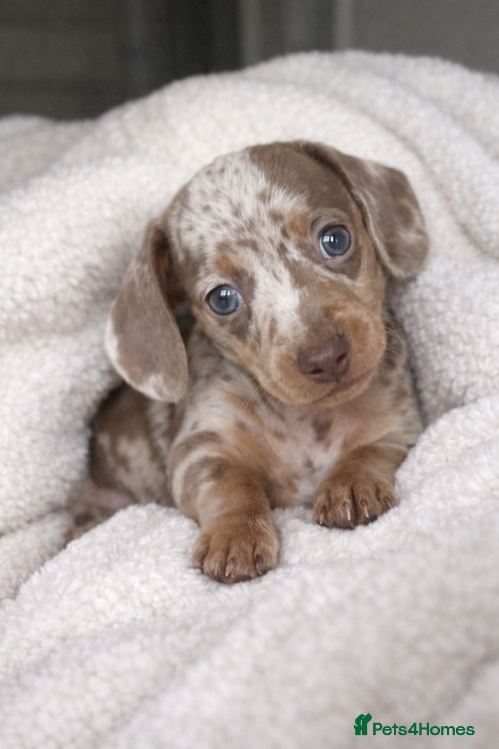 Miniature Dachshund dogs 𝐈𝐬𝐚𝐛𝐞𝐥𝐥𝐚 𝐝𝐚𝐩𝐩𝐥𝐞 𝐛𝐨𝐲🩵 - Advert 1