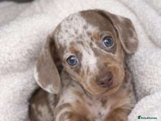 Miniature Dachshund dogs 𝐈𝐬𝐚𝐛𝐞𝐥𝐥𝐚 𝐝𝐚𝐩𝐩𝐥𝐞 𝐛𝐨𝐲🩵 - Advert 1