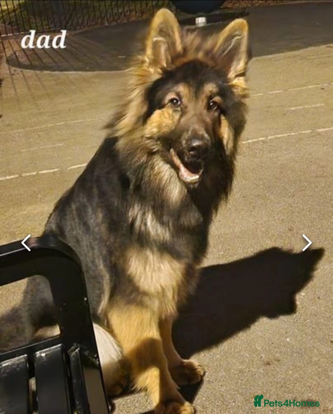 German Shepherd dogs for sale: German shepherd's puppies  - Advert 6