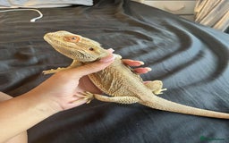 Bearded Dragon reptiles for sale: Bearded dragon  - Image 1
