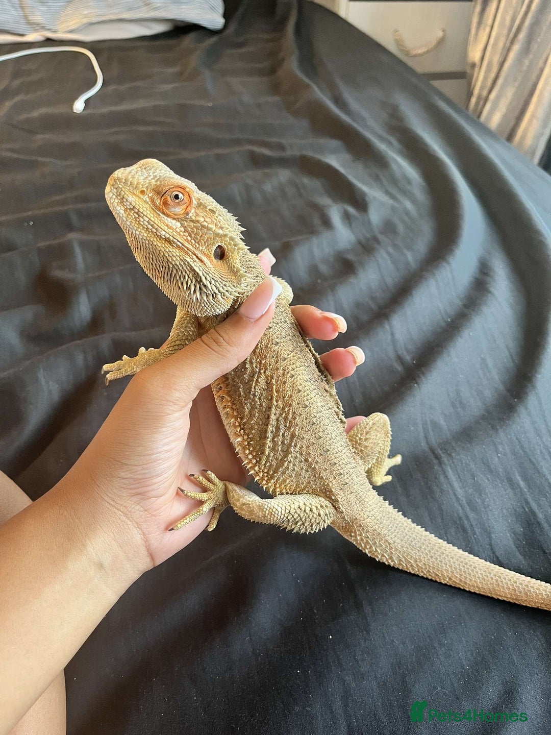 Bearded Dragon reptiles for sale: Bearded dragon  - Image 1