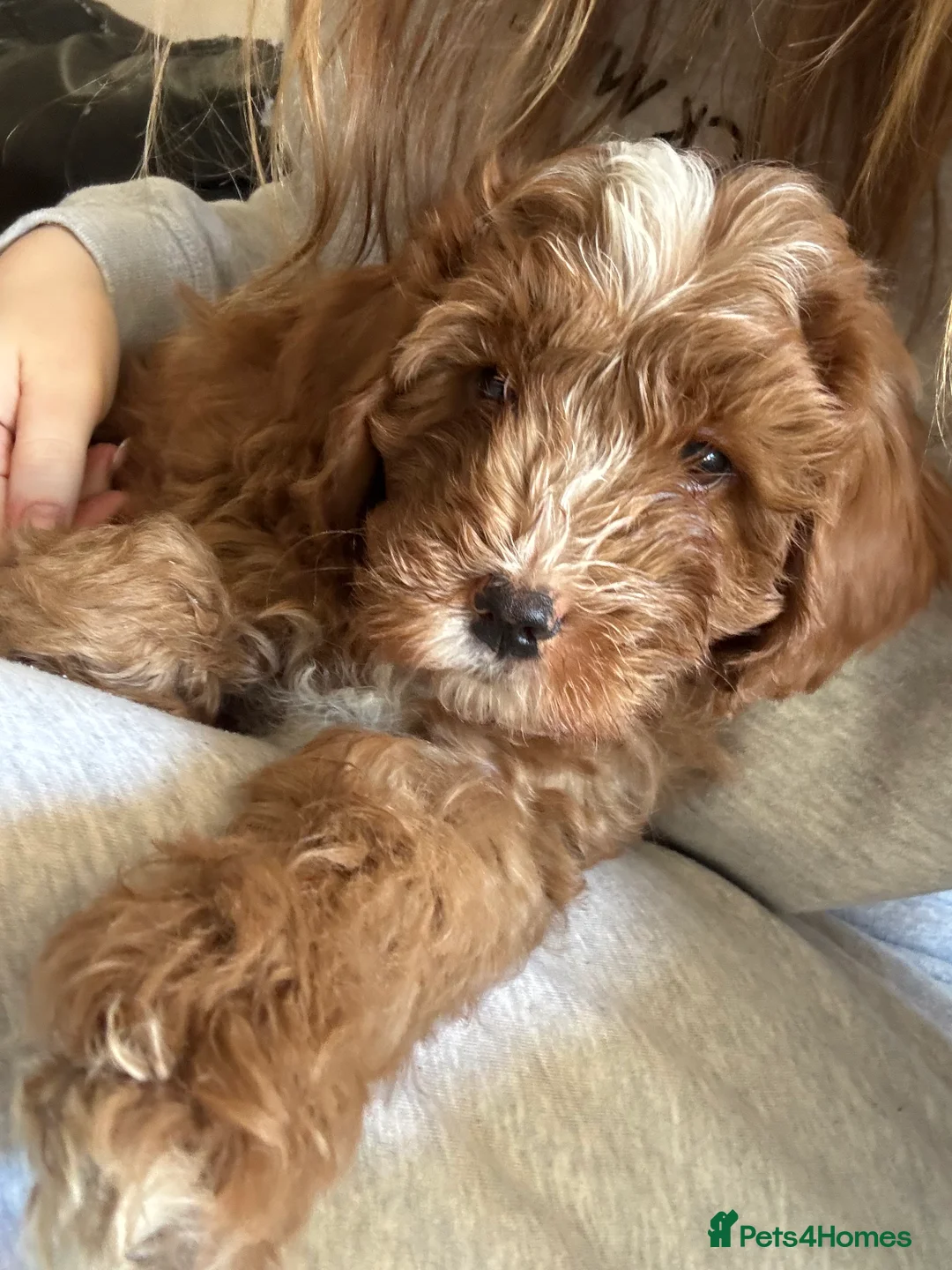 Cavapoo dogs for sale: Beautiful F1b Cavapoo Puppies – Ready Mid February - Advert 3