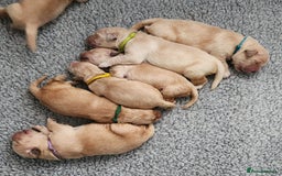 Golden Retriever dogs for sale: We have 5 boys and 3 girls Golden remaining 🐾 - Image 12