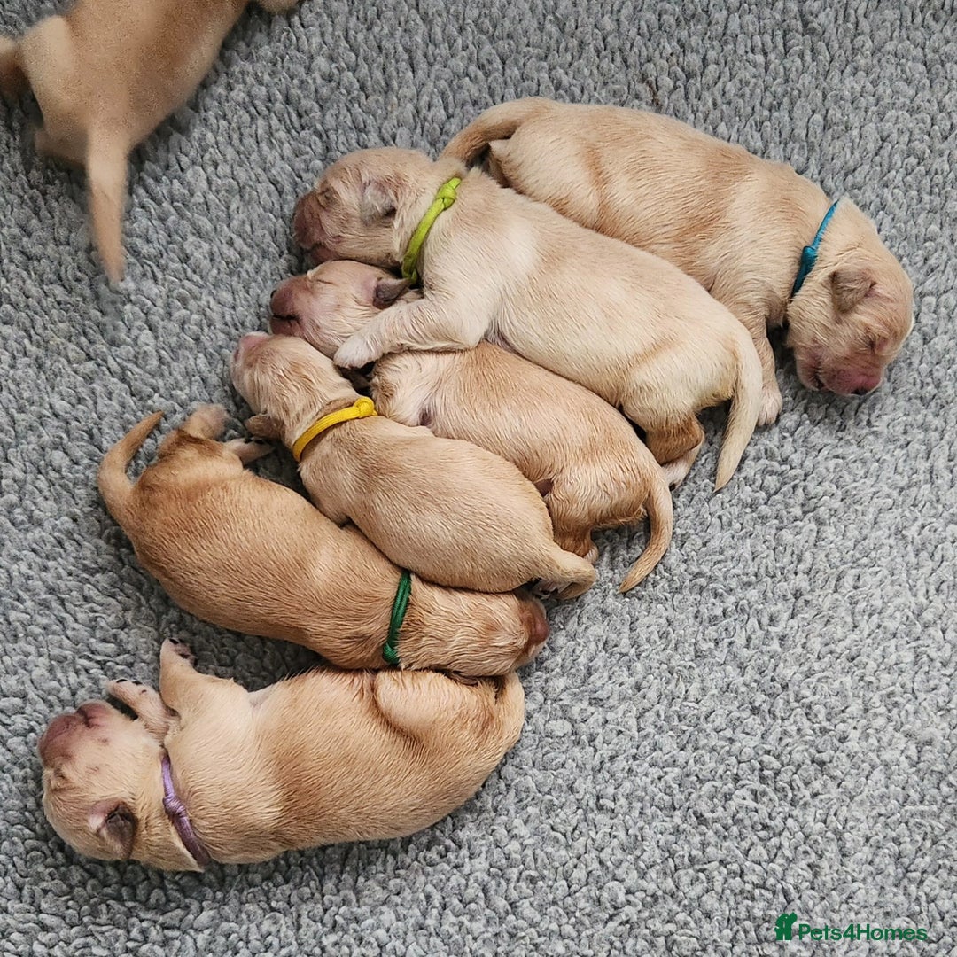 Golden Retriever dogs for sale: We have 5 boys and 3 girls Golden remaining 🐾 - Image 12