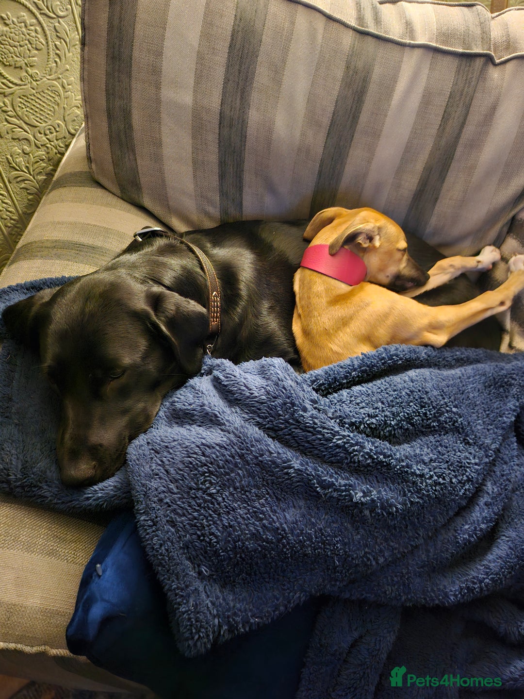 Whippet dogs for sale: Beautiful female whippet  - Advert 8