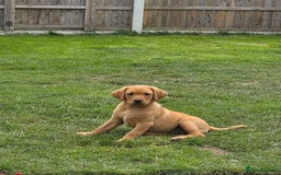 Labrador Retriever dogs for sale: KC Reg Fox Red Puppies *only 2 left** in Oswestry - Image 11