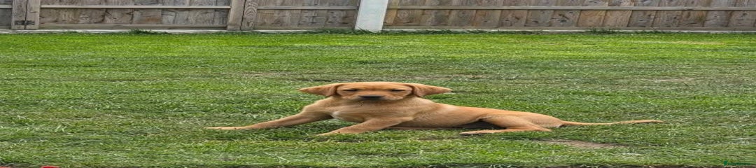 Labrador Retriever Puppy 3