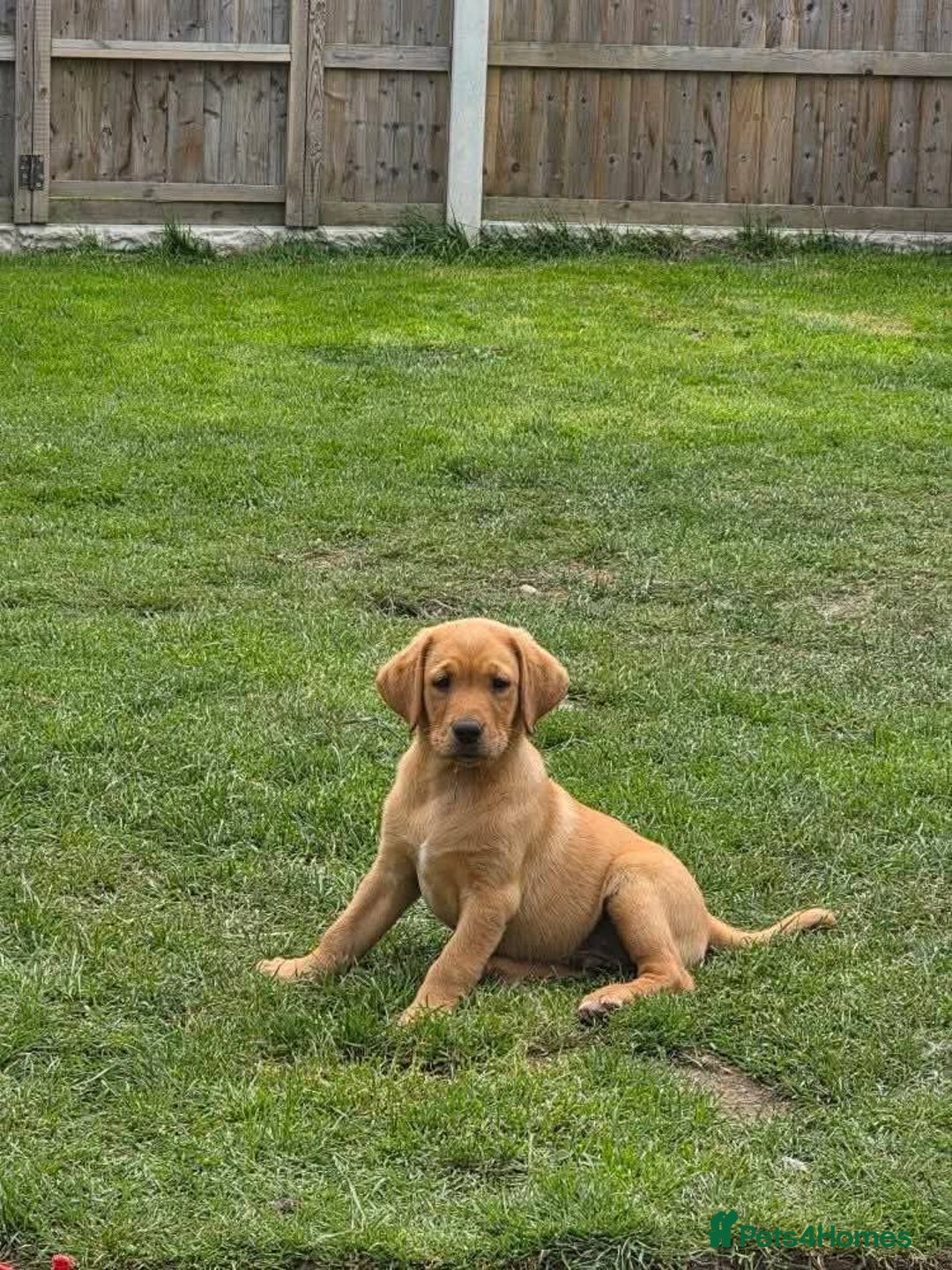 Labrador Retriever dogs for sale: KC Reg Fox Red Puppies *only 2 left** in Oswestry - Image 11