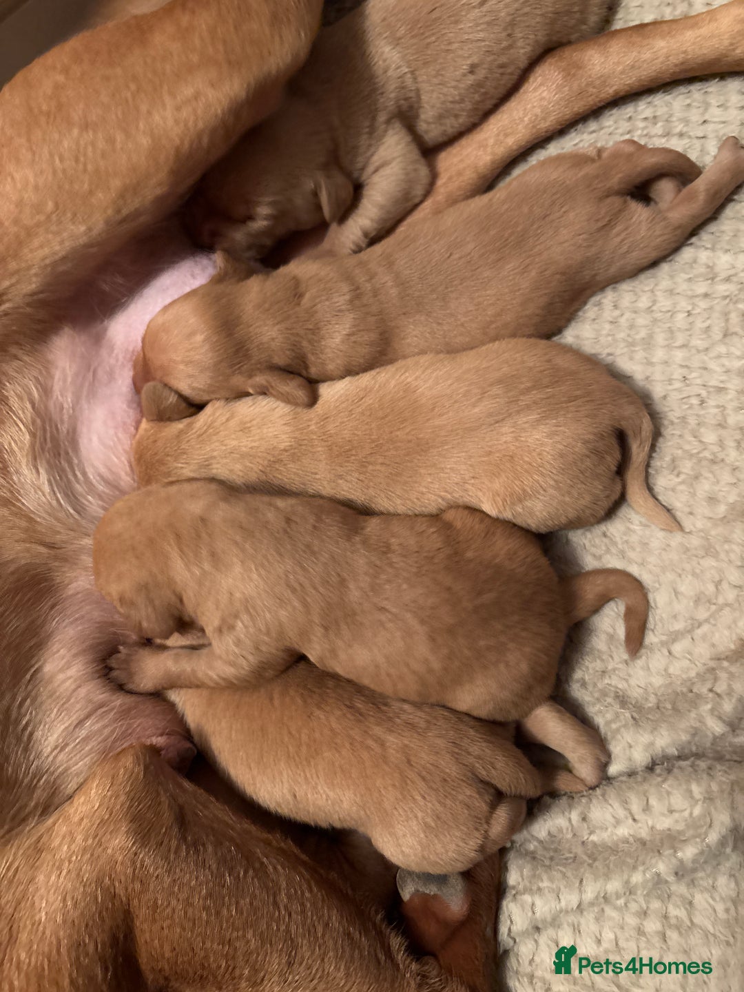 Labrador Retriever dogs for sale: Stunning kc fox red Labrador puppies  - Advert 5