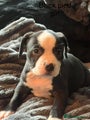 American Bully Puppy 5