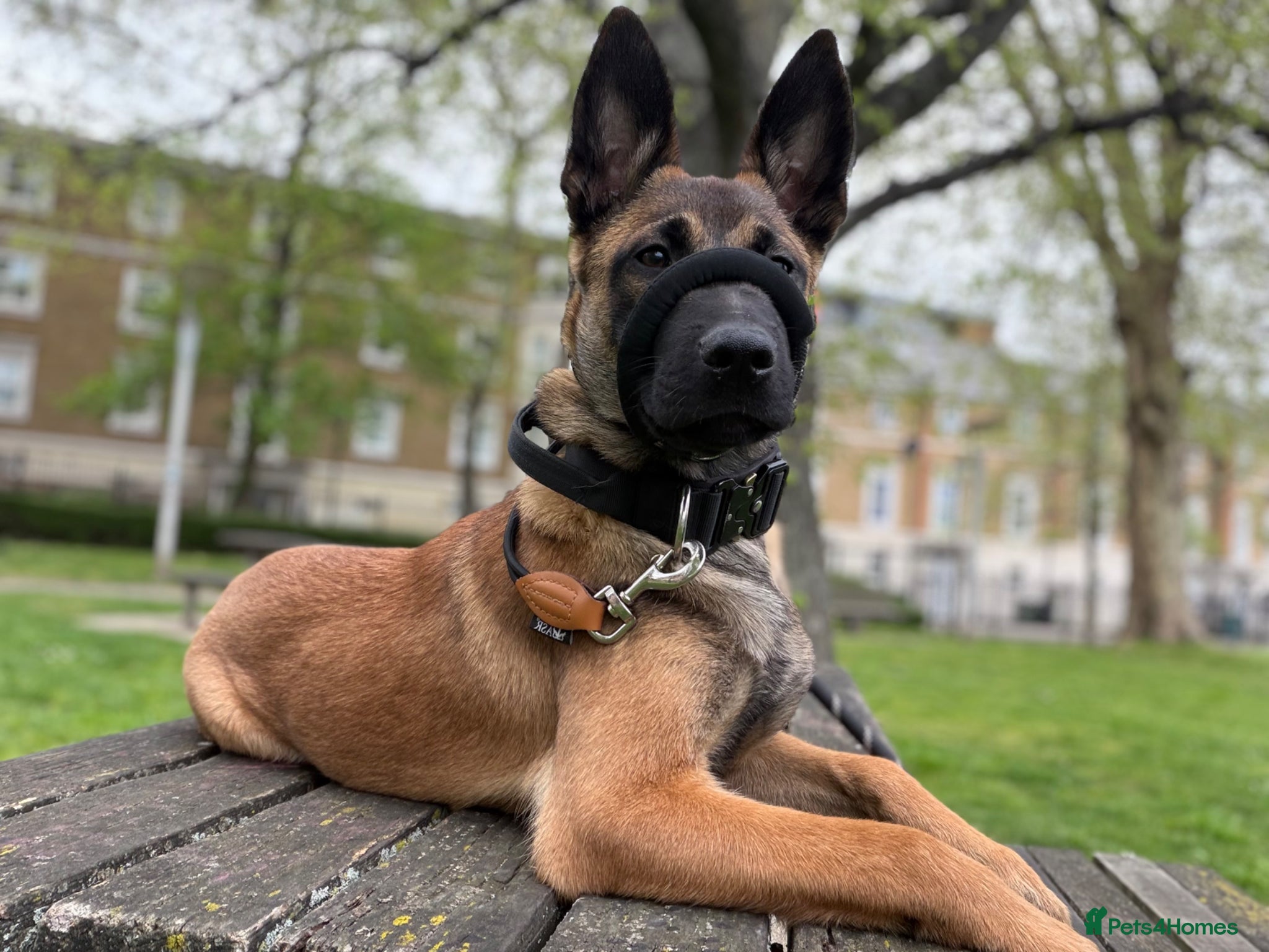 Belgian Shepherd Dog dogs Belgian Malinois Puppy for Sale - Advert 6