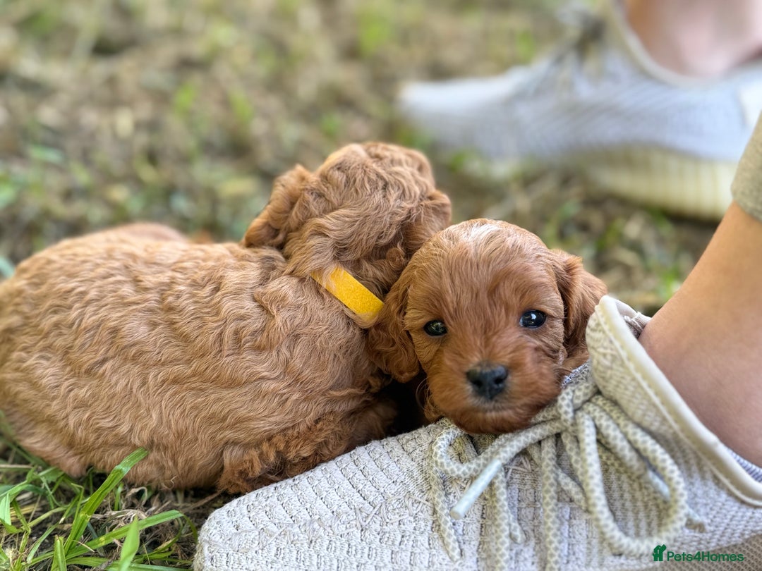 Cavapoo dogs for sale: Premium F1B Toy Red Cavapoo - 2 LEFT - Image 27