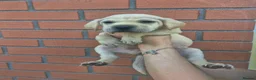 Mixed Breed dogs for sale: Labrador x american bulldog  - Advert 8